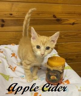 Enlarge Apple Cider, a Adoptable Tabby in Cary, NC image 2/3