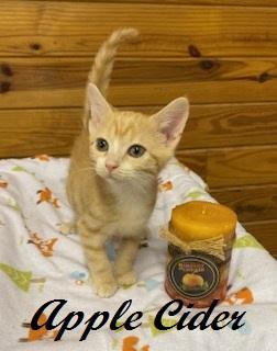 Apple Cider, Adoptable, Kitten Male Tabby.