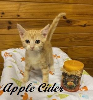 Enlarge Apple Cider, a Adoptable Tabby in Cary, NC image 3/3