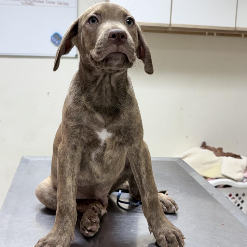 Argos-4745, Adopted, Puppy Male Mixed Breed.