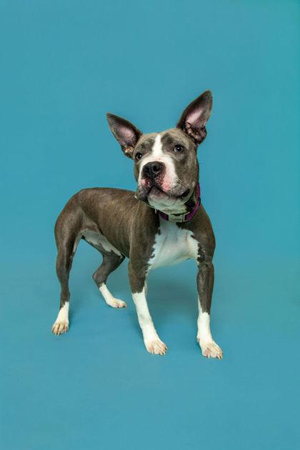Enlarge Antenna, a Adoptable mixed breed in Knoxville, TN image 1/3