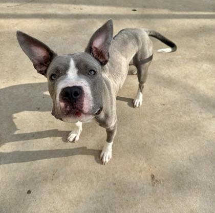 Enlarge Antenna, a Adoptable mixed breed in Knoxville, TN image 2/3