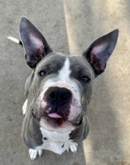 Enlarge Antenna, a Adoptable mixed breed in Knoxville, TN image 3/3