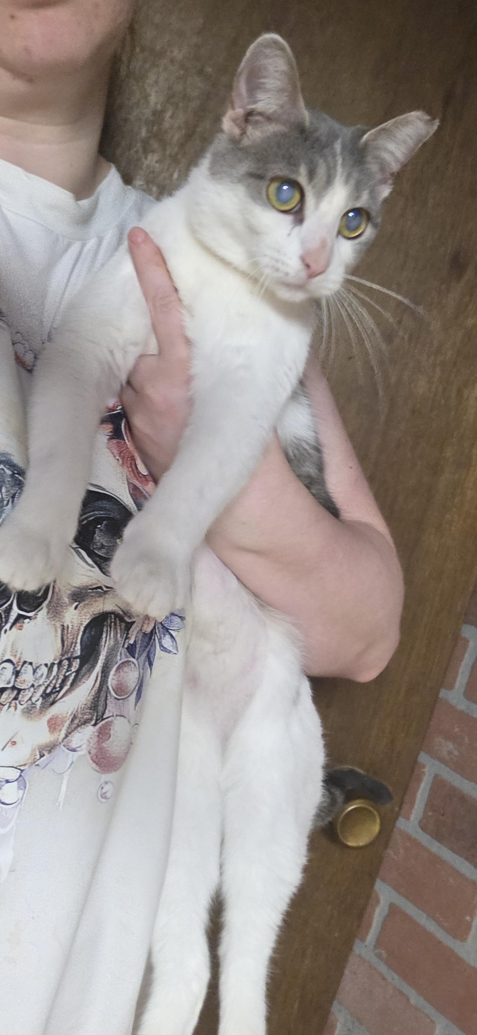 December, adoptable, Adult Female Domestic Short Hair.