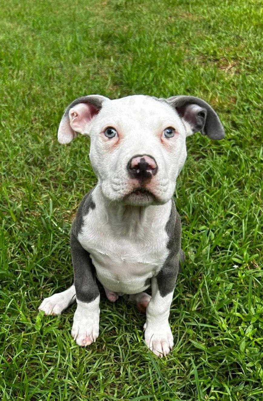 Sterling, a Adopted American Staffordshire Terrier in Shreveport, LA image 1/3