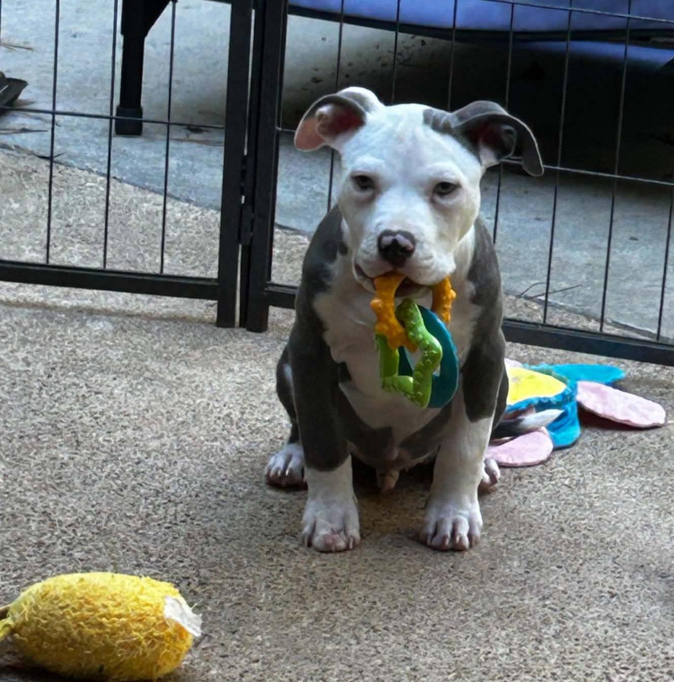 Sterling, a Adopted American Staffordshire Terrier in Shreveport, LA image 2/3