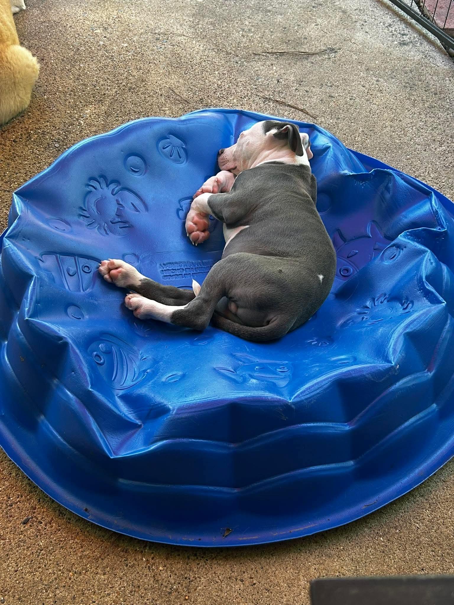 Sterling, a Adopted American Staffordshire Terrier in Shreveport, LA image 3/3