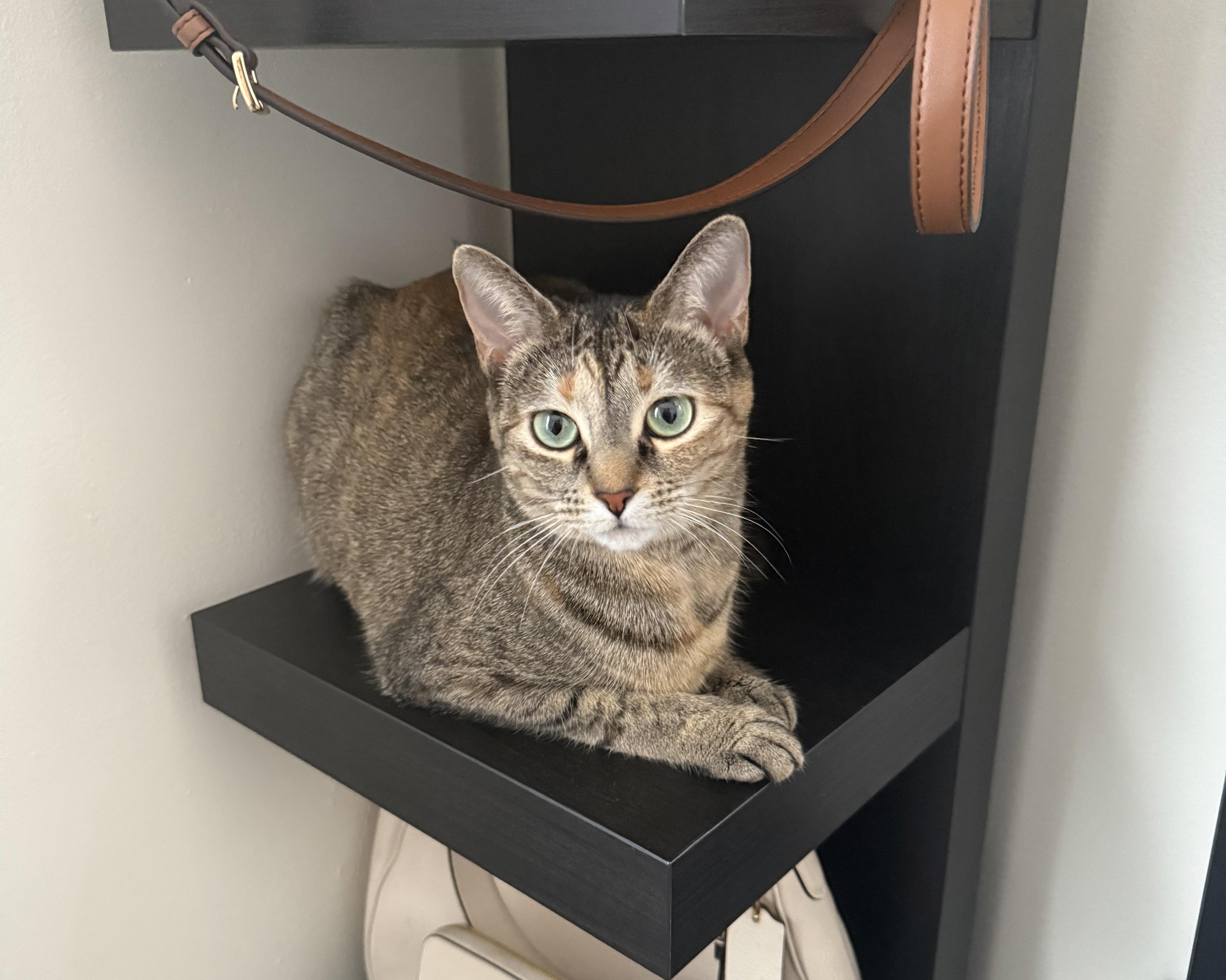 TT, an adoptable mixed breed in Massillon , OH image 3/6