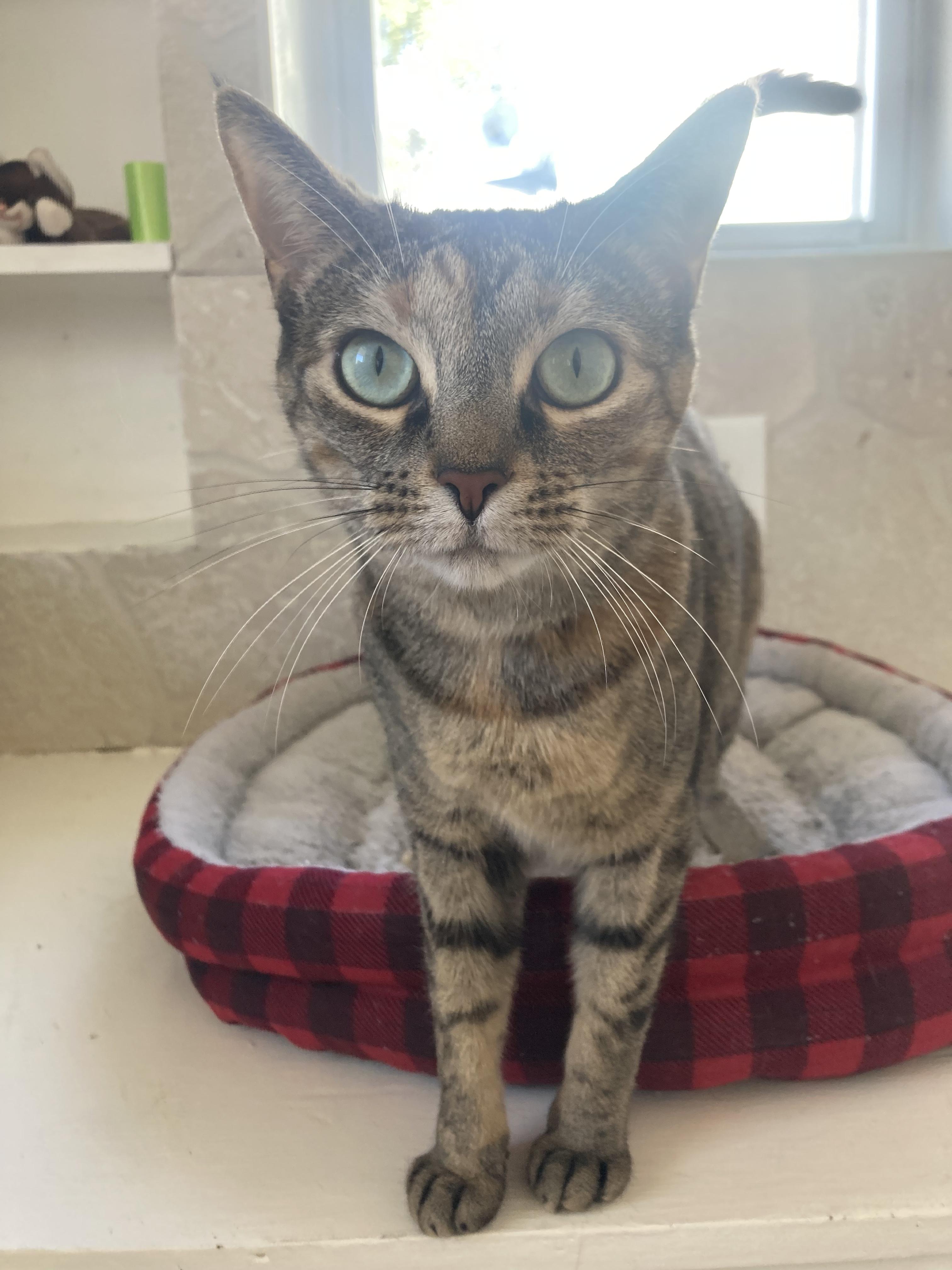 TT, adoptable, Young Female Domestic Short Hair & Tabby.
