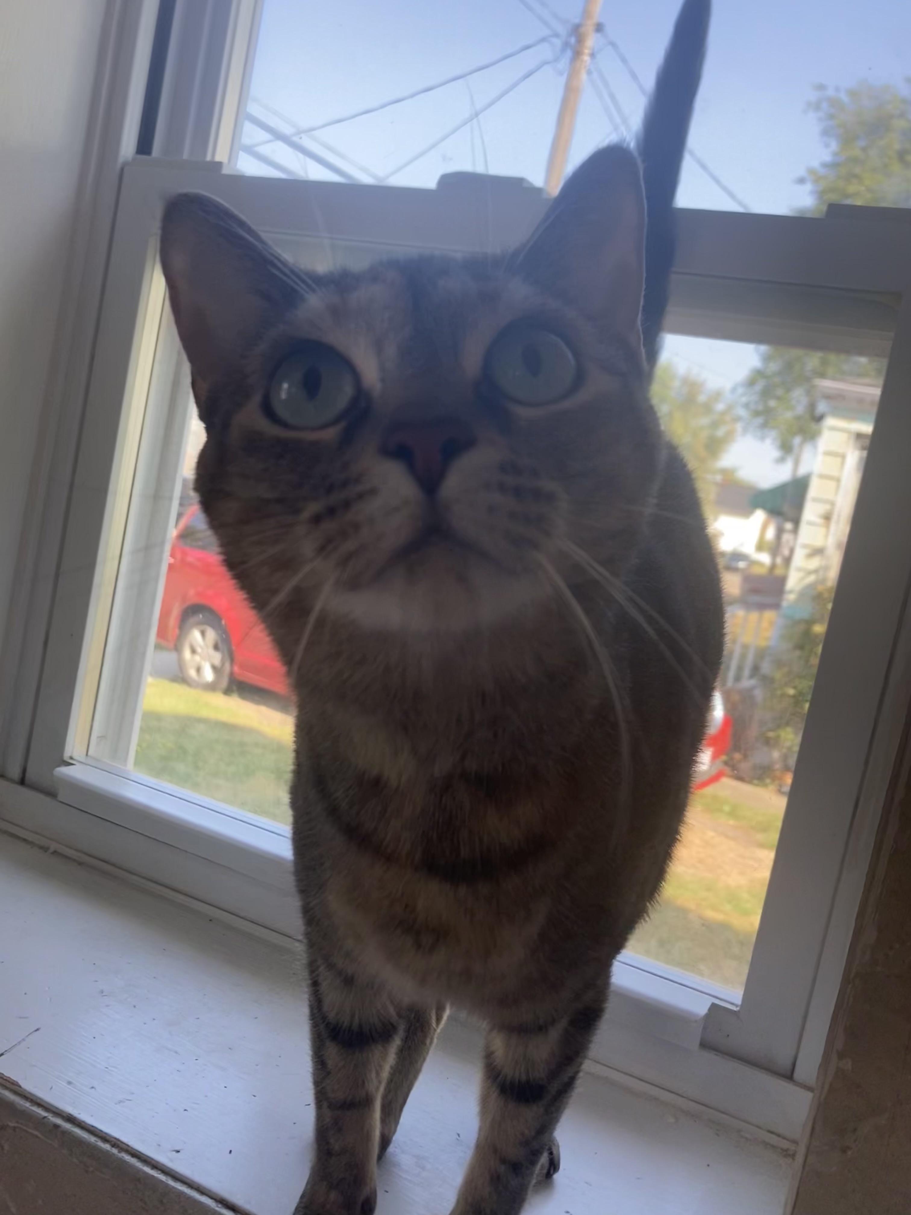 TT, an adoptable mixed breed in Massillon , OH image 4/6