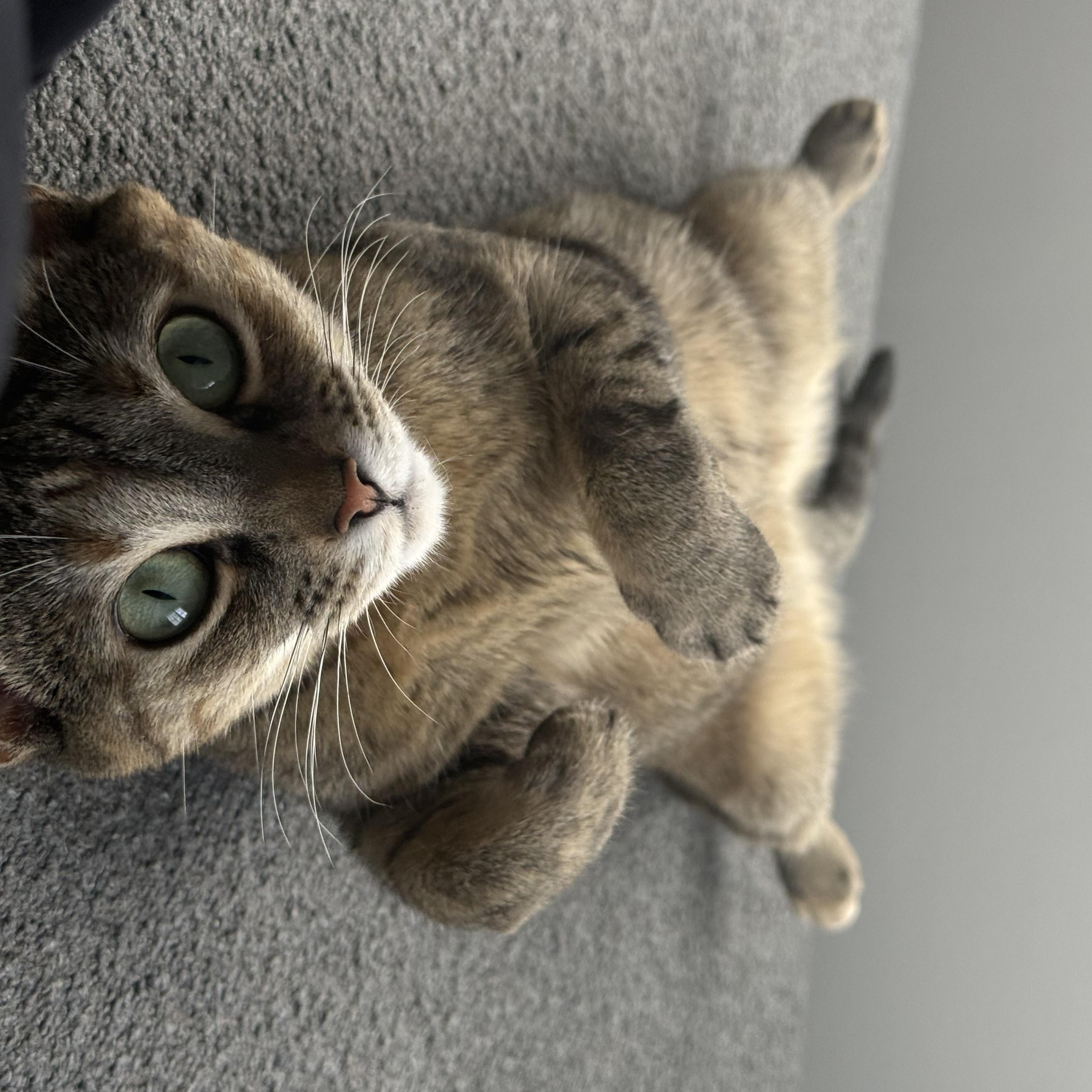 TT, an adoptable mixed breed in Massillon , OH image 2/6