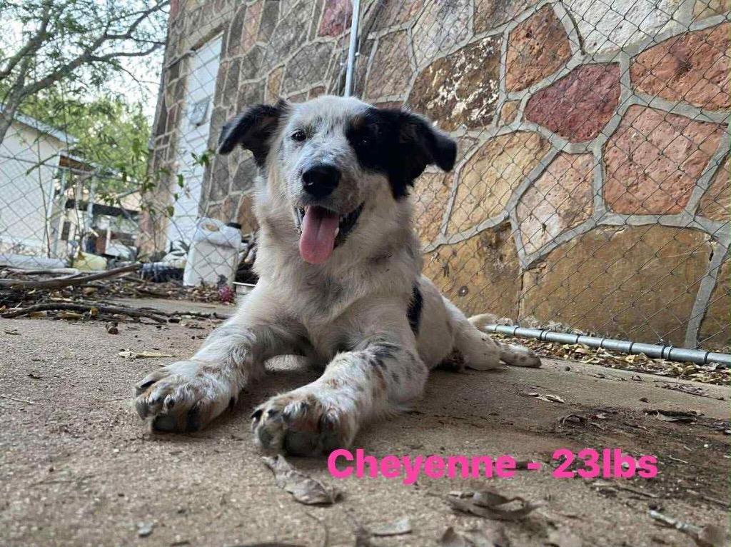 Enlarge Cheyenne, a Adopted mixed breed in Bristol, WI image 2/6