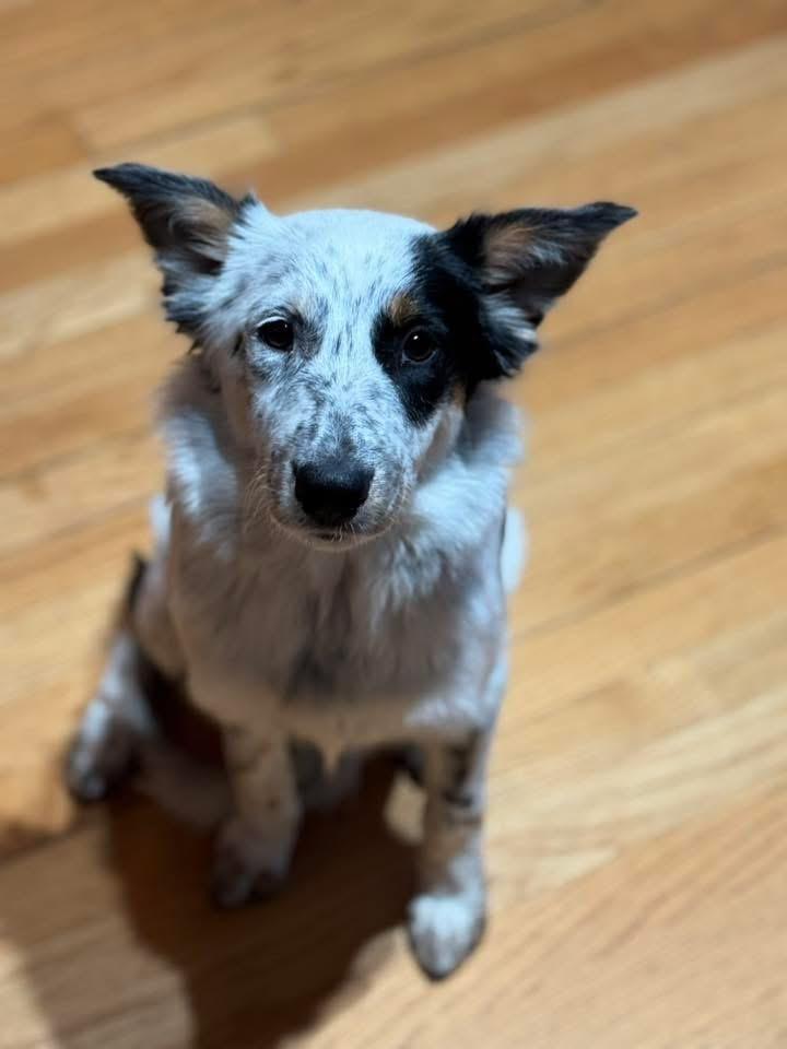 Enlarge Cheyenne, a Adopted mixed breed in Bristol, WI image 4/6