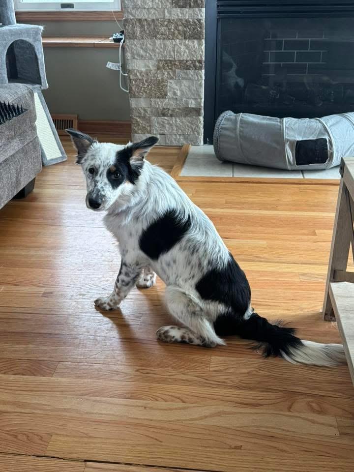 Enlarge Cheyenne, a Adopted mixed breed in Bristol, WI image 5/6