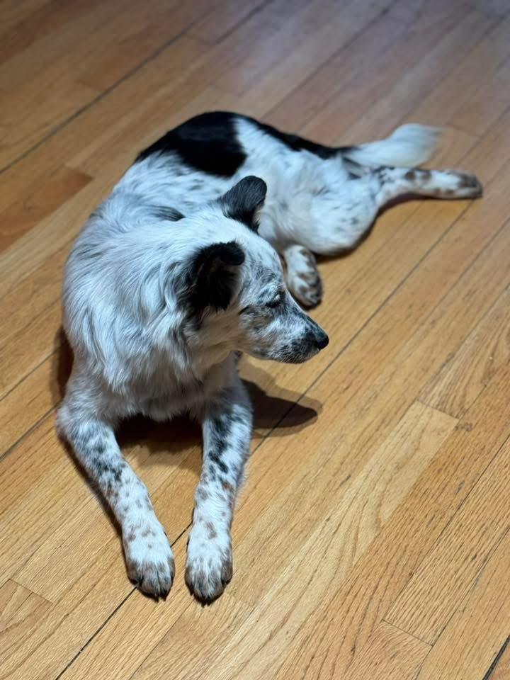 Enlarge Cheyenne, a Adopted mixed breed in Bristol, WI image 6/6