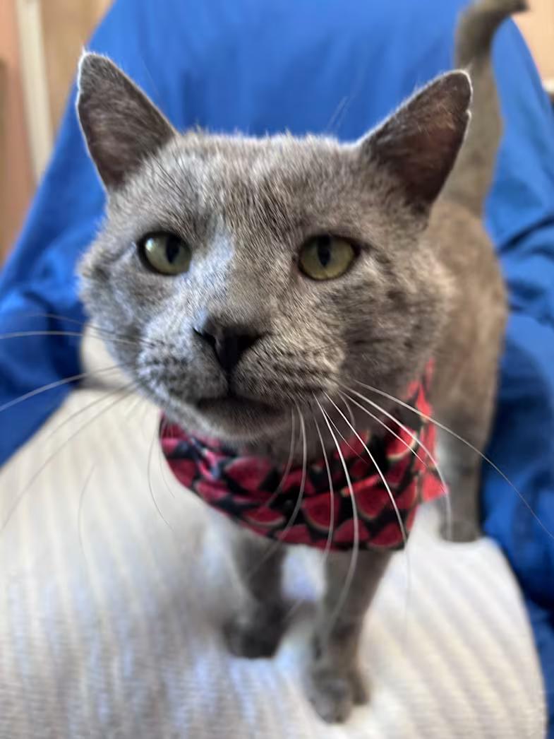 Mr. Electric Blue, an adopted mixed breed in Greensboro, NC image 2/4