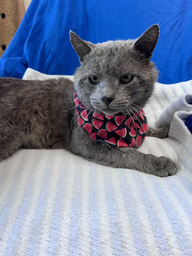 Mr. Electric Blue, an adopted mixed breed in Greensboro, NC image 3/4