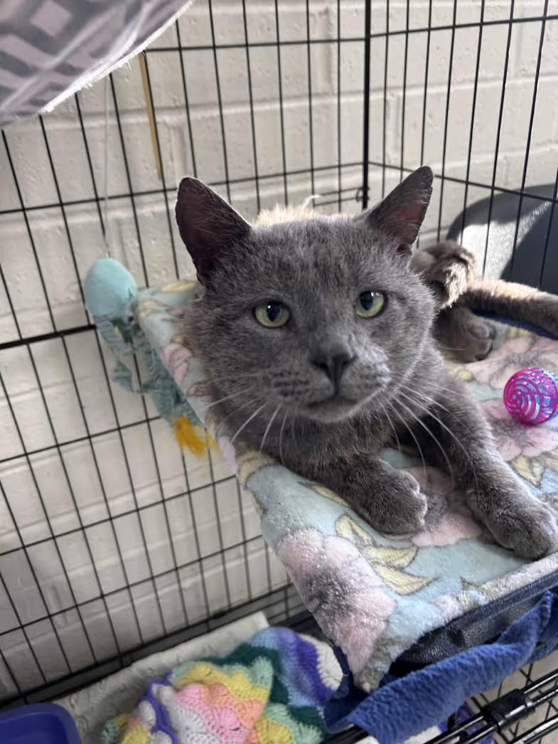 Mr. Electric Blue, an adopted mixed breed in Greensboro, NC image 4/4