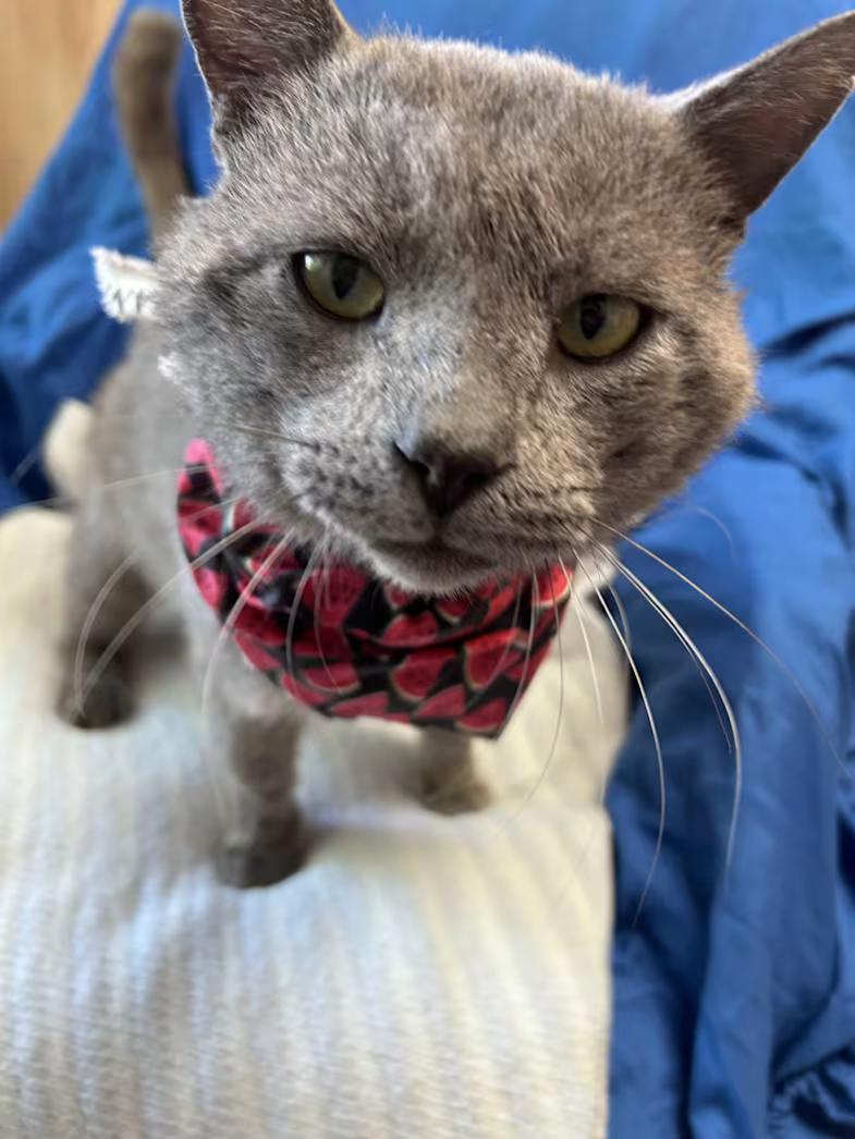 Mr. Electric Blue, an adopted mixed breed in Greensboro, NC image 1/4