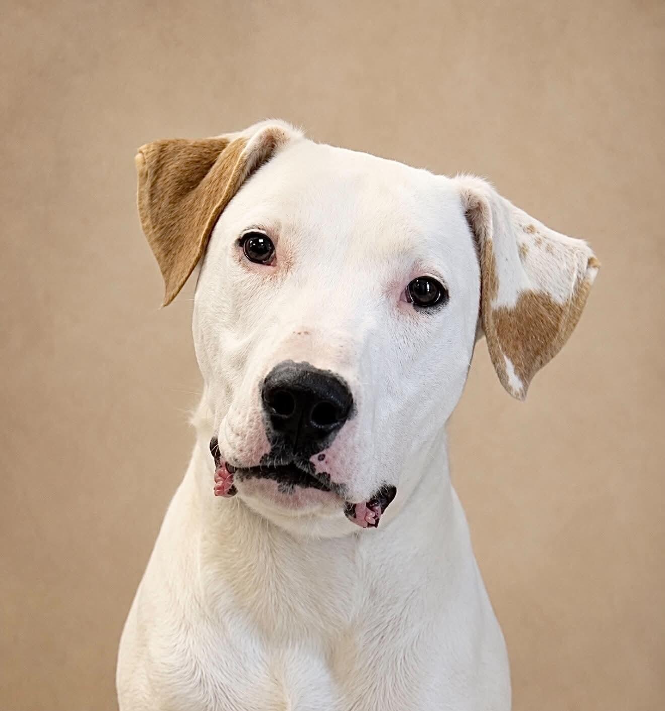 Whitey, Adoptable, Young Male Pit Bull Terrier & Mixed Breed.