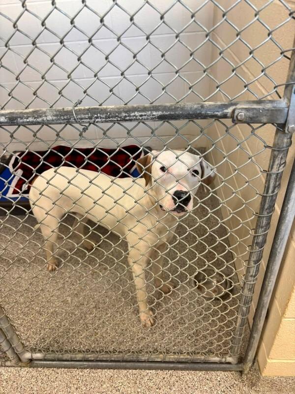 Enlarge Whitey, a Adoptable mixed breed in Georgetown, OH image 2/3