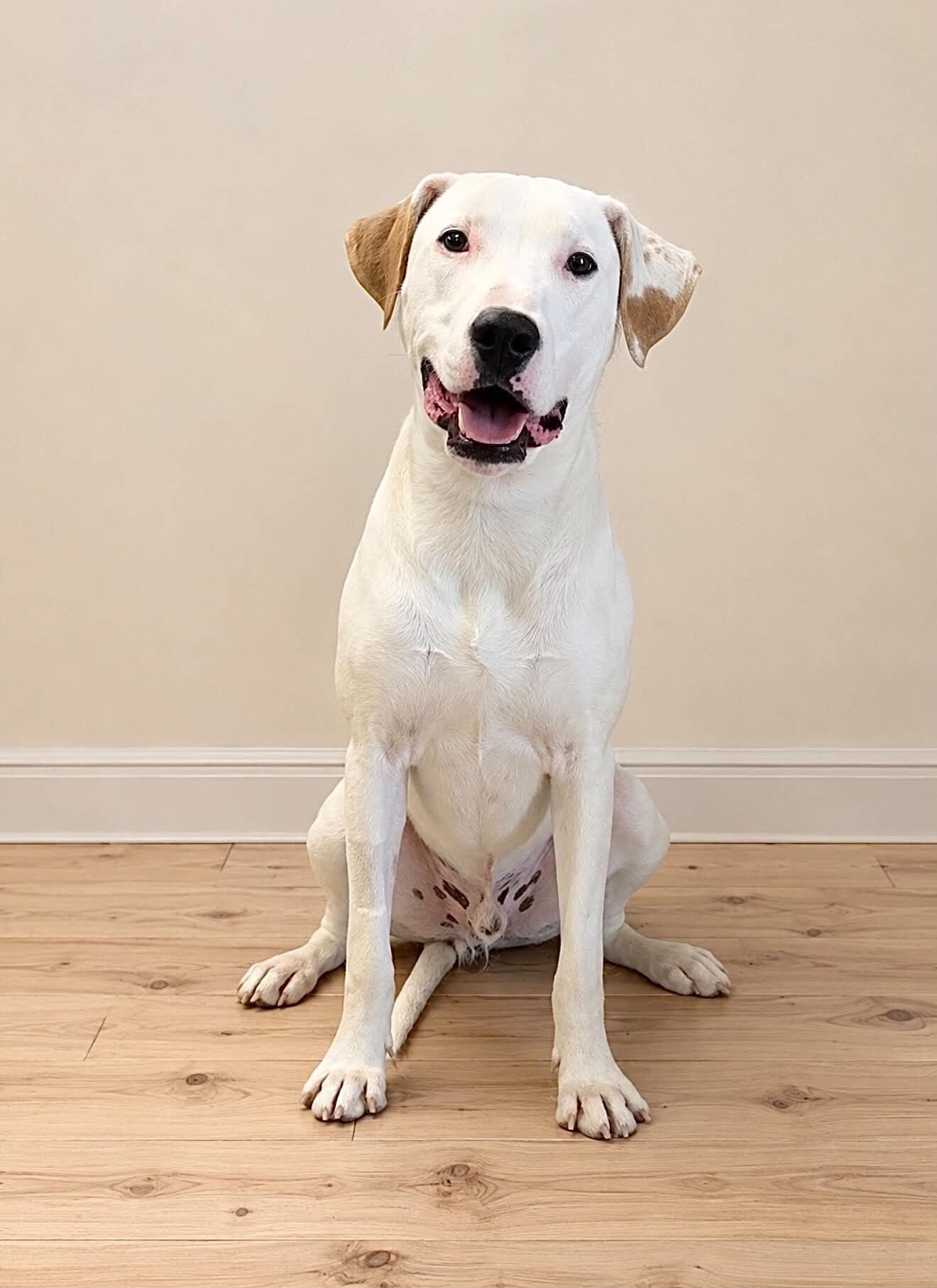Enlarge Whitey, a Adoptable mixed breed in Georgetown, OH image 3/3