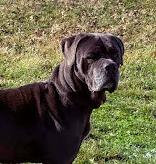 Enlarge Boris, a Adoptable Cane Corso in Oswego, IL image 1/5