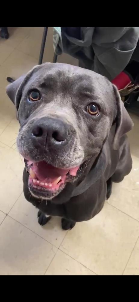 Enlarge Boris, a Adoptable Cane Corso in Oswego, IL image 2/5