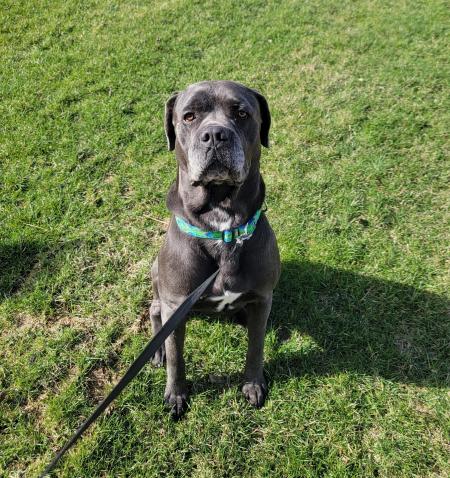Enlarge Boris, a Adoptable Cane Corso in Oswego, IL image 3/5
