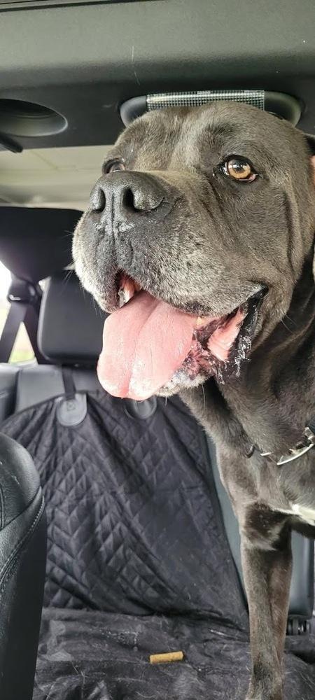 Enlarge Boris, a Adoptable Cane Corso in Oswego, IL image 5/5
