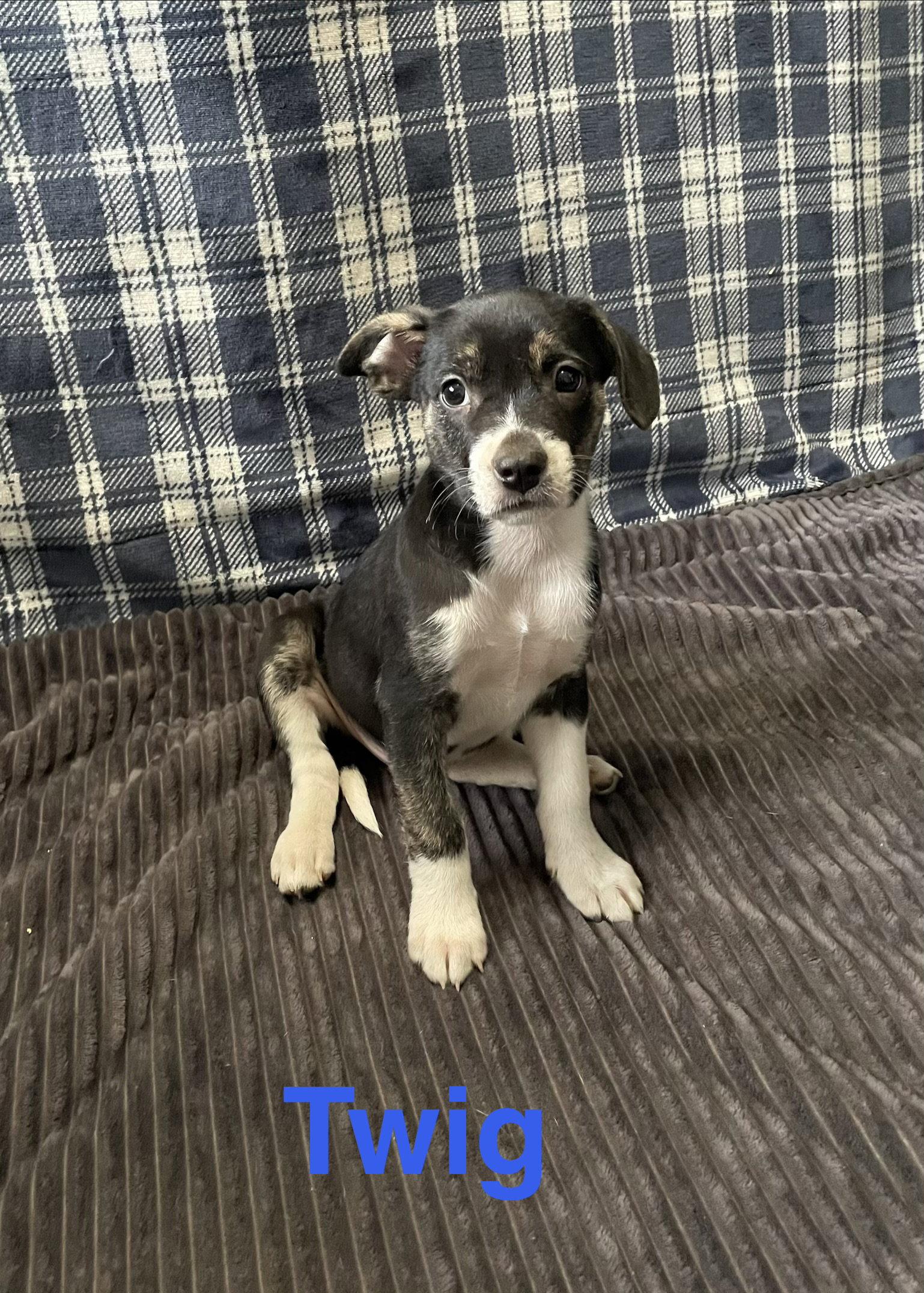 Enlarge Twig, a Adoptable Terrier in Topeka, KS image 1/1