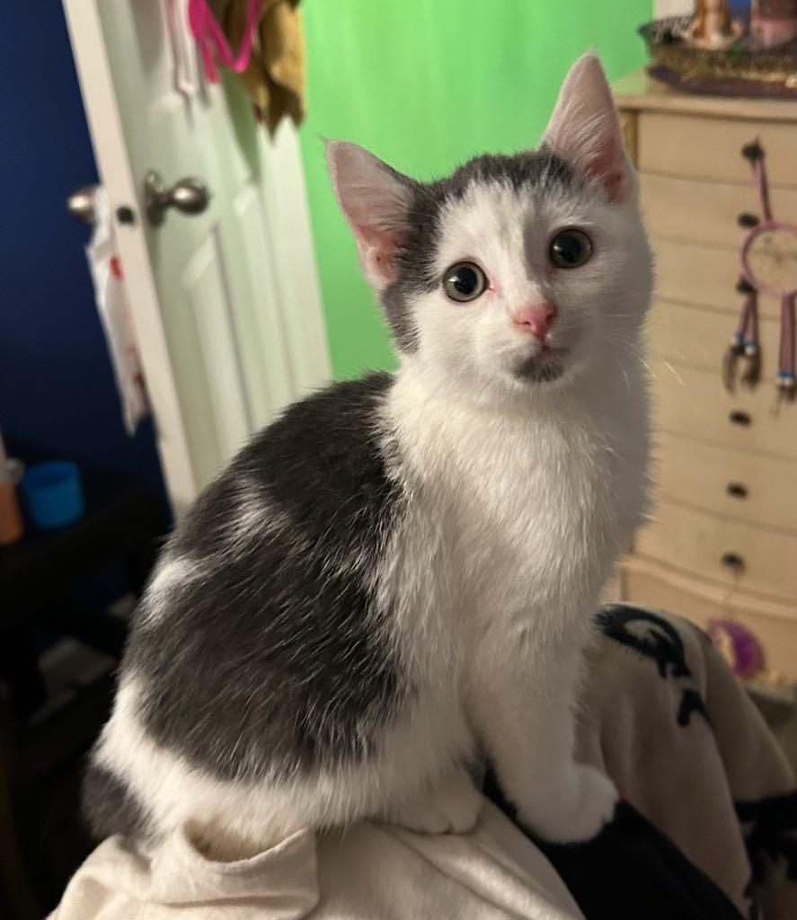 Snugbug, Adoptable, Kitten Male Domestic Short Hair.