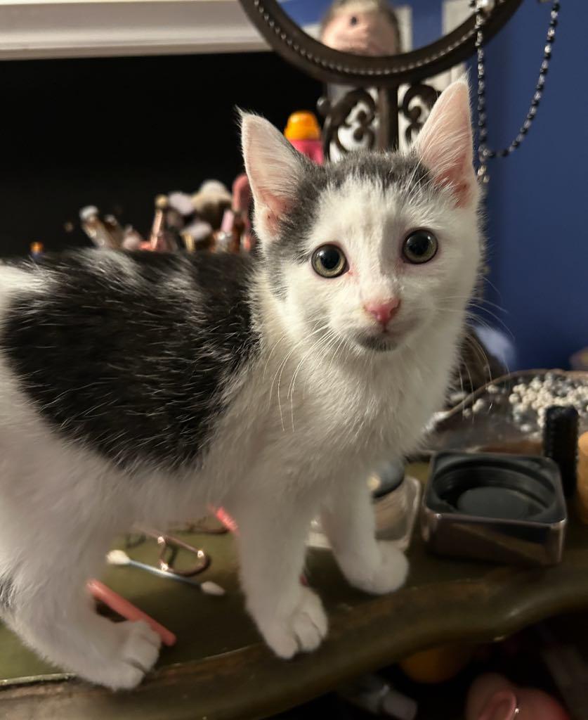 Snugbug, a Adoptable Domestic Short Hair in Cortland, OH image 2/3