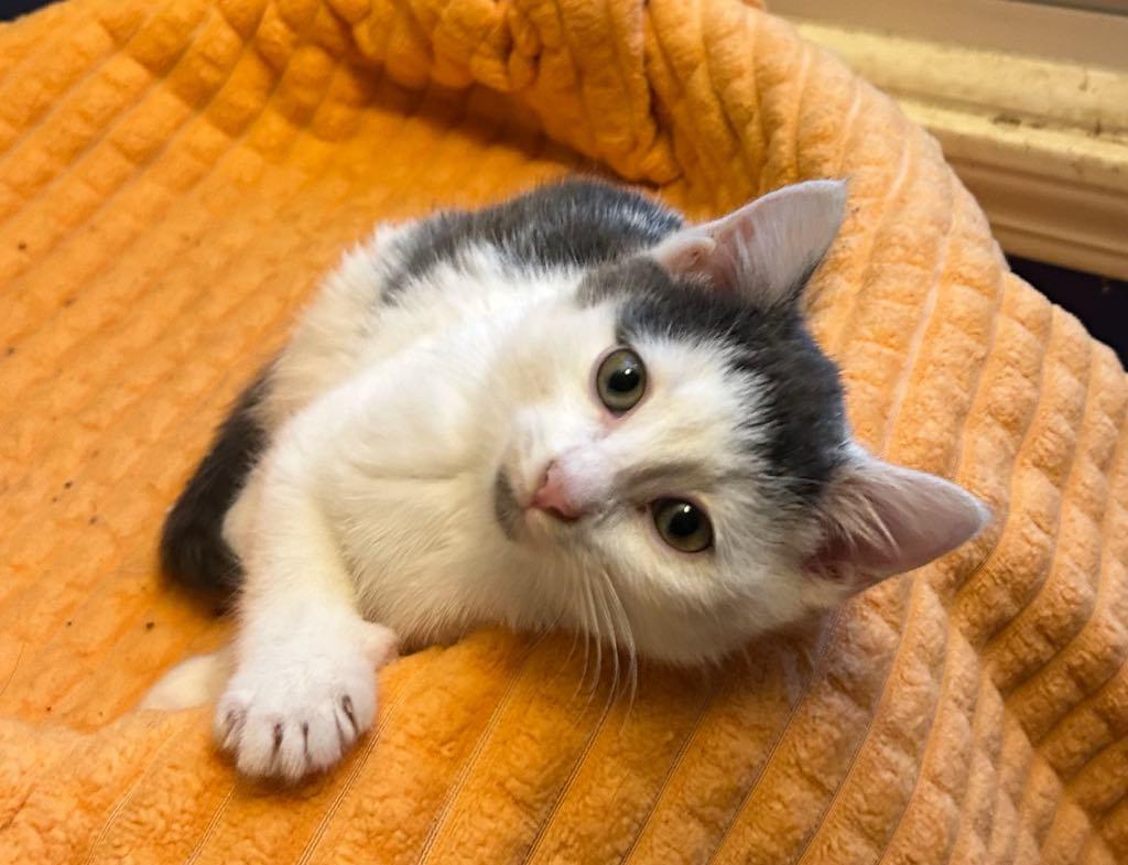 Snugbug, a Adoptable Domestic Short Hair in Cortland, OH image 3/3