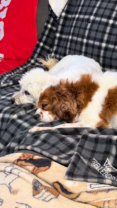 Enlarge Bailey., a Adoptable Havanese in Antwerp, OH video 5/6
