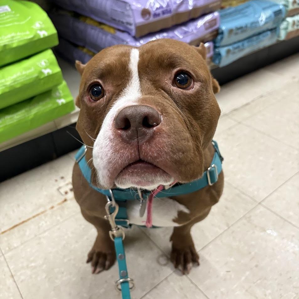 Enlarge Bimini, a Adoptable Mixed Breed in Bangall, NY image 1/5