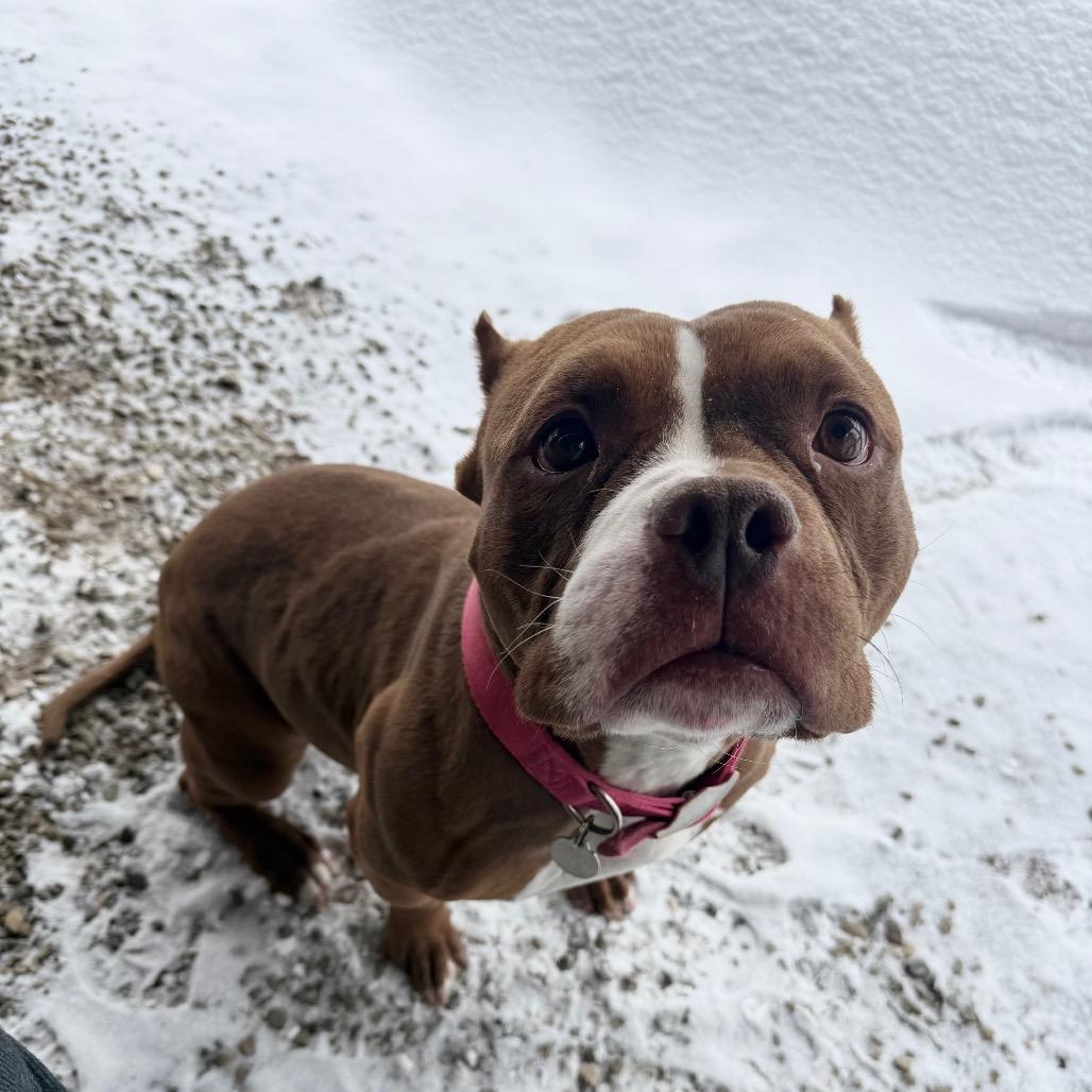 Bimini, Adoptable, Adult Female Mixed Breed.