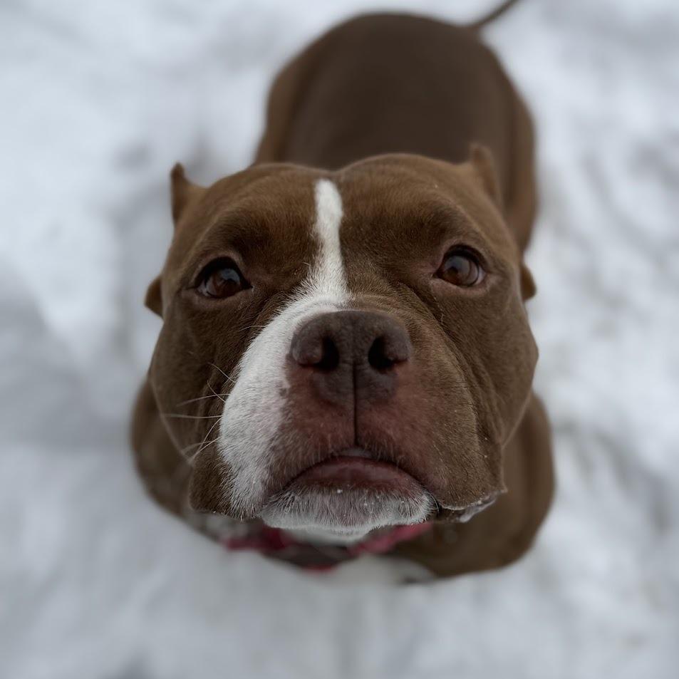 Enlarge Bimini, a Adoptable Mixed Breed in Bangall, NY image 2/4