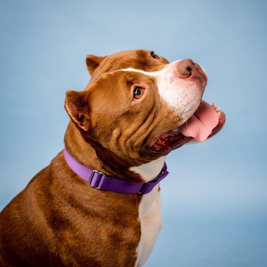 Enlarge Bimini, a Adoptable Mixed Breed in Bangall, NY image 3/4