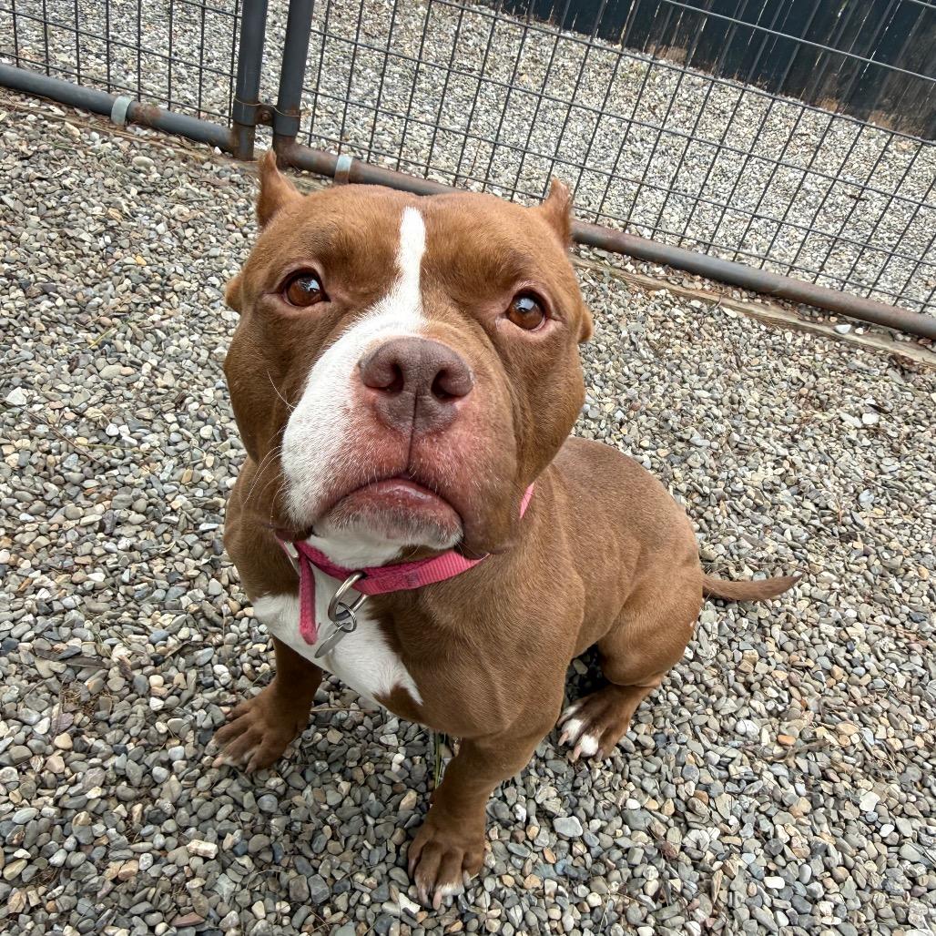 Enlarge Bimini, a Adoptable Mixed Breed in Bangall, NY image 5/5