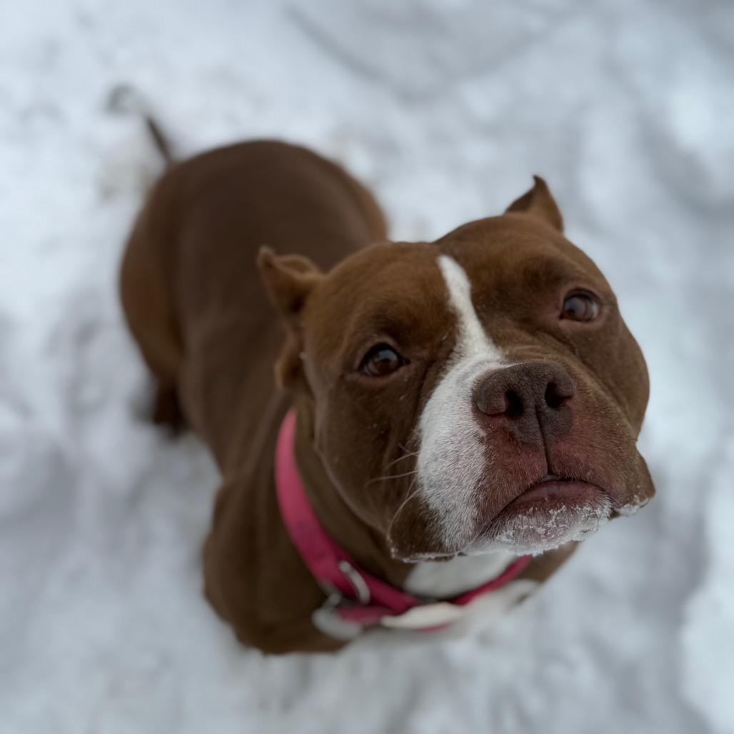 Enlarge Bimini, a Adoptable Mixed Breed in Bangall, NY image 4/4