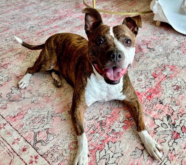 Enlarge DAISY, a Adoptable Mixed Breed in Charlotte, NC image 1/1