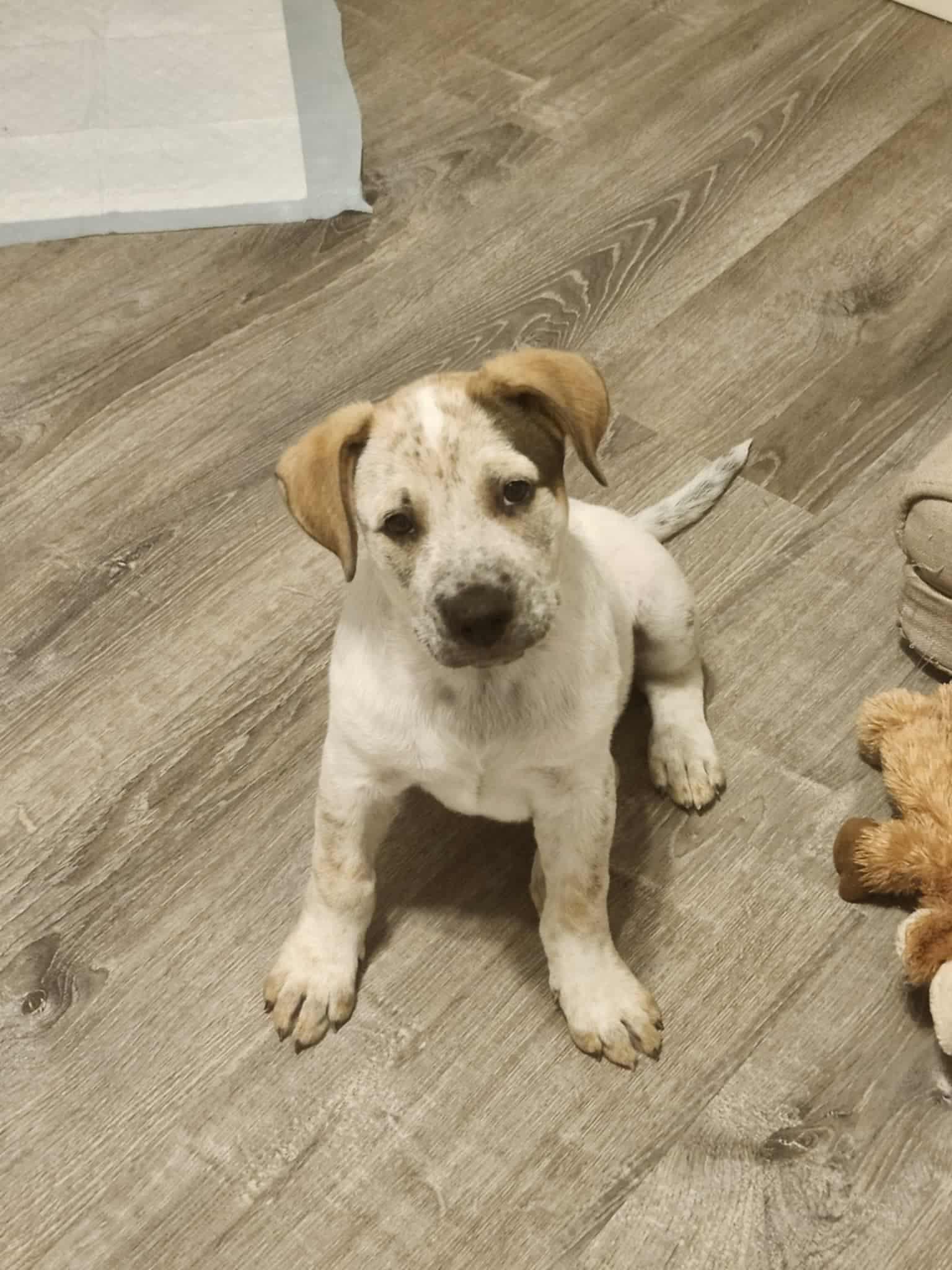 Walker, Adopted, Puppy Male Australian Cattle Dog / Blue Heeler.