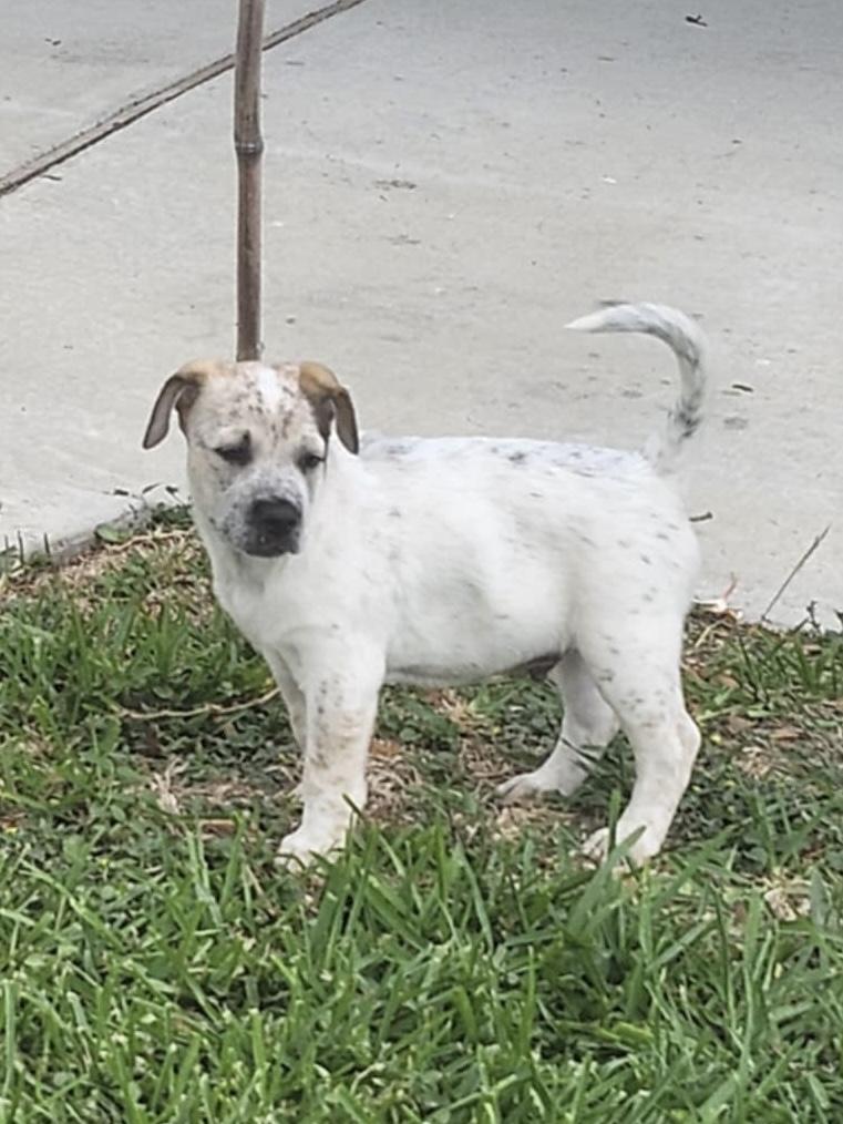 Enlarge Walker, a Adopted mixed breed in Robstown, TX image 4/6