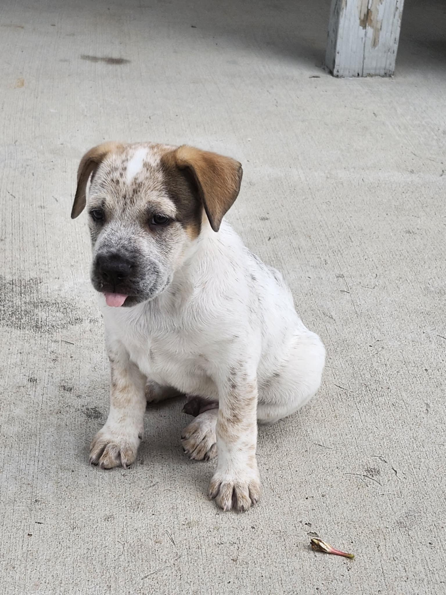 Enlarge Walker, a Adopted mixed breed in Robstown, TX image 2/6
