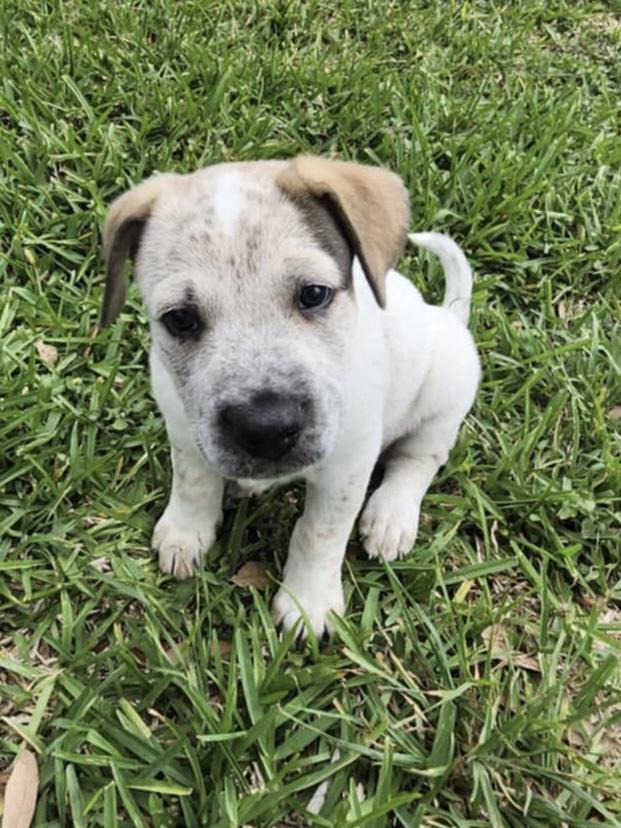 Enlarge Walker, a Adopted mixed breed in Robstown, TX image 5/6