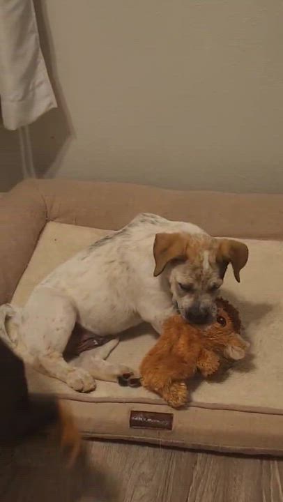 Enlarge Walker, a Adopted mixed breed in Robstown, TX video 6/6