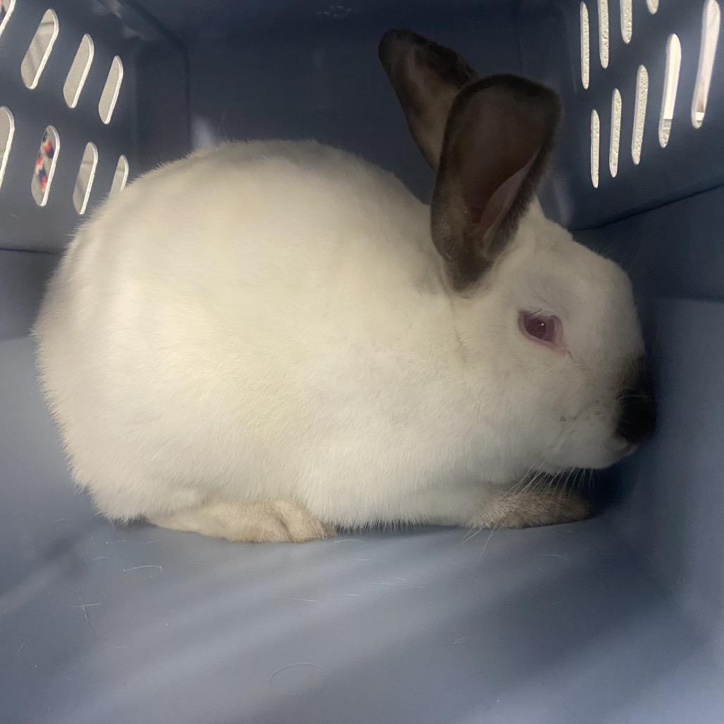 Turnip, Adoptable, Young Male American.