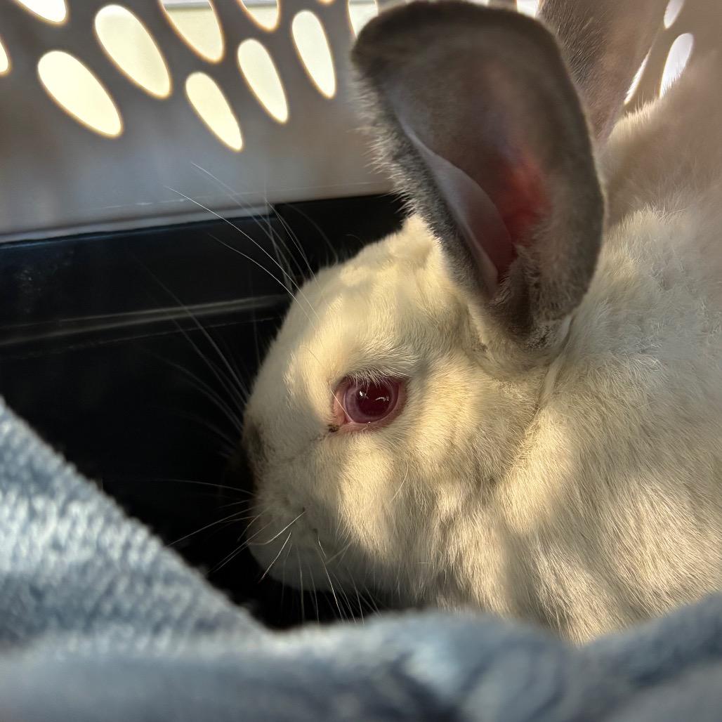 Enlarge Turnip, a Adoptable American in Allentown, PA image 2/2