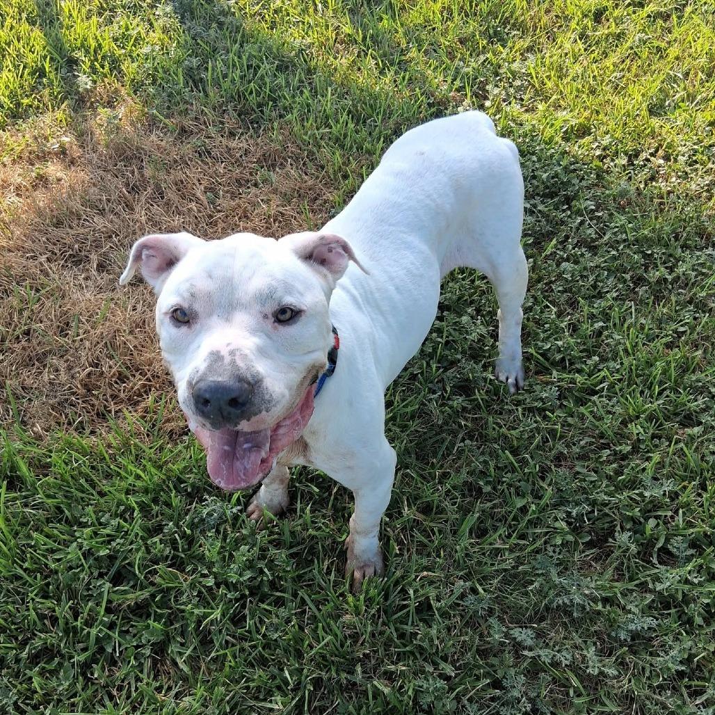 Enlarge Ricky, a Adoptable Mixed Breed in Dickinson, TX image 1/6
